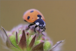<p>SLUNÉČKO SEDMITEČNÉ (Coccinella septempunctata) ---- /Seven-spotted ladybug - Siebenpunkt-Marienkäfer/</p>
